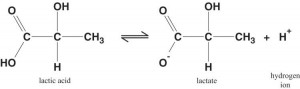 Lactate is simply the conjugate base of Lactic acid Credits Lactic Acid